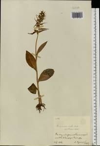 Dactylorhiza viridis (L.) R.M.Bateman, Pridgeon & M.W.Chase, Eastern Europe, Moscow region (E4a) (Russia)