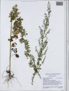 Artemisia annua L., South Asia, South Asia (Asia outside ex-Soviet states and Mongolia) (ASIA) (China)