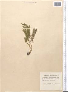 Asparagus verticillatus L., Middle Asia, Kopet Dag, Badkhyz, Small & Great Balkhan (M1) (Turkmenistan)