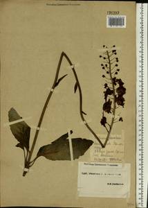 Verbascum phoeniceum L., Eastern Europe, South Ukrainian region (E12) (Ukraine)