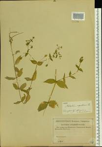 Stellaria aquatica (L.) Scop., Eastern Europe, Central region (E4) (Russia)