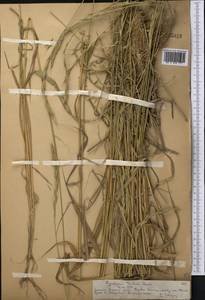 Elymus drobovii (Nevski) Tzvelev, Middle Asia, Northern & Central Tian Shan (M4) (Kazakhstan)