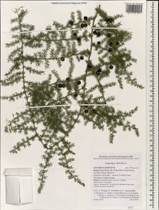 Asparagus aphyllus L., South Asia, South Asia (Asia outside ex-Soviet states and Mongolia) (ASIA) (Israel)