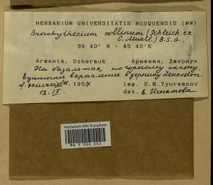 Brachytheciastrum collinum (Schleich. ex Müll. Hal.) Ignatov & Huttunen, Bryophytes, Bryophytes - Transcaucasia (B13) (Armenia)