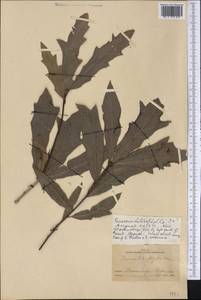 Quercus heterophylla F.Michx., America (AMER) (United States)