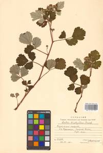 Rubus parvifolius L., Siberia, Russian Far East (S6) (Russia)