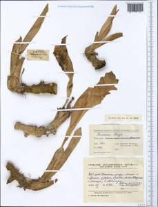 Curcuma longa L., South Asia, South Asia (Asia outside ex-Soviet states and Mongolia) (ASIA) (China)