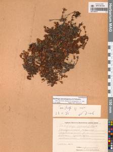 Saxifraga oppositifolia subsp. ajanica (Sipliv.) Vorosch., Siberia, Chukotka & Kamchatka (S7) (Russia)