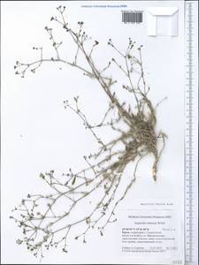 Cynanchica supina (M.Bieb.) P.Caputo & Del Guacchio, Crimea (KRYM) (Russia)