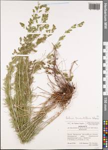 Galium verum subsp. verum, Eastern Europe, Lower Volga region (E9) (Russia)