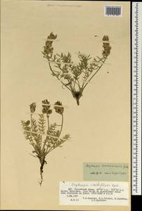 Oxytropis turczaninovii Jurtzev, Mongolia (MONG) (Mongolia)