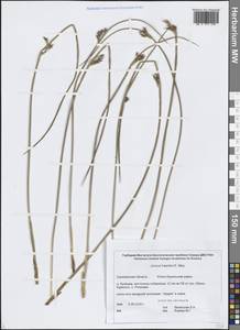 Juncus haenkei E.Mey., Siberia, Russian Far East (S6) (Russia)