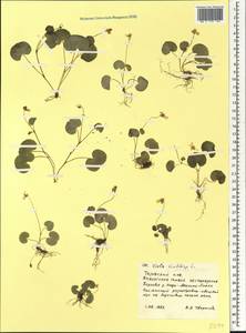 Viola biflora L., Siberia, Western Siberia (S1) (Russia)