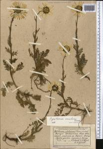 Tanacetum richterioides (C. Winkl.) K. Bremer & Humphries, Middle Asia, Northern & Central Tian Shan (M4) (Kyrgyzstan)