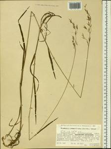 Bromus pumpellianus Scribn., Siberia, Russian Far East (S6) (Russia)