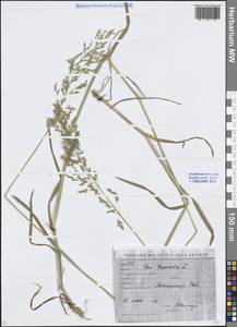 Poa trivialis L., Middle Asia, Syr-Darian deserts & Kyzylkum (M7) (Uzbekistan)