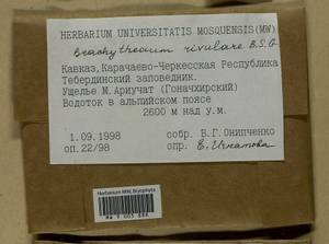 Brachythecium rivulare Schimp., Bryophytes, Bryophytes - North Caucasus & Ciscaucasia (B12) (Russia)