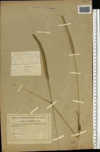 Phleum pratense L., Eastern Europe, Middle Volga region (E8) (Russia)