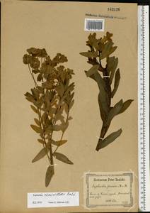 Euphorbia semivillosa (Prokh.) Krylov, Eastern Europe, North Ukrainian region (E11) (Ukraine)
