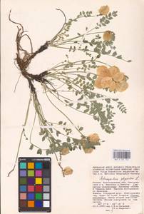 Astragalus physodes L., Eastern Europe, Lower Volga region (E9) (Russia)