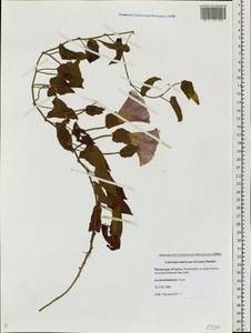Calystegia sepium subsp. americana (Sims) Brummitt, Siberia, Baikal & Transbaikal region (S4) (Russia)