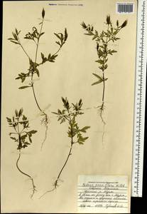 Bidens parviflora Willd., Mongolia (MONG) (Mongolia)