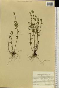 Clinopodium acinos (L.) Kuntze, Siberia, Altai & Sayany Mountains (S2) (Russia)