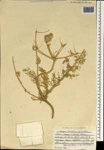Prangos bucharica B.Fedtsch., South Asia, South Asia (Asia outside ex-Soviet states and Mongolia) (ASIA) (Afghanistan)