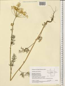 Anethum graveolens L., Eastern Europe, Central region (E4) (Russia)