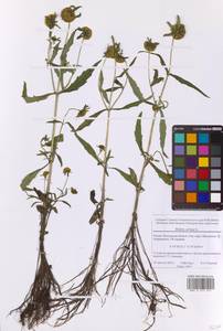 Bidens cernua L., Eastern Europe, Moscow region (E4a) (Russia)