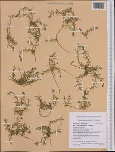 Spergularia marina (L.) Besser, Western Europe (EUR) (United Kingdom)