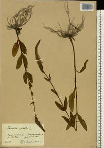 Veronica spicata L., Eastern Europe, West Ukrainian region (E13) (Ukraine)