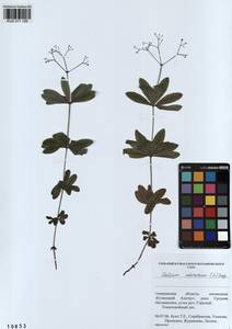 Galium odoratum (L.) Scop., Siberia, Altai & Sayany Mountains (S2) (Russia)