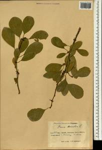 Prunus domestica L., South Asia, South Asia (Asia outside ex-Soviet states and Mongolia) (ASIA) (China)