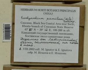 Microeurhynchium pumilum (Wilson) Ignatov & Vanderp., Bryophytes, Bryophytes - North Caucasus & Ciscaucasia (B12) (Russia)