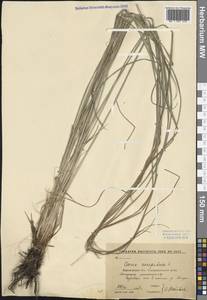Carex cespitosa L., Eastern Europe, Central forest-and-steppe region (E6) (Russia)