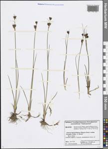 Juncus castaneus subsp. leucochlamys (W. J. Zinger ex V. I. Krecz.) Hultén, Siberia, Central Siberia (S3) (Russia)
