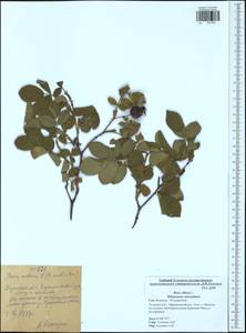 Rosa villosa L., Eastern Europe, Central region (E4) (Russia)