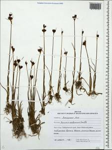 Juncus castaneus Sm., Siberia, Russian Far East (S6) (Russia)