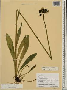 Pilosella cymosa subsp. vaillantii (Tausch) S. Bräut. & Greuter, Eastern Europe, Western region (E3) (Russia)