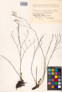 Limonium caspium (Willd.) Gams, Eastern Europe, Lower Volga region (E9) (Russia)