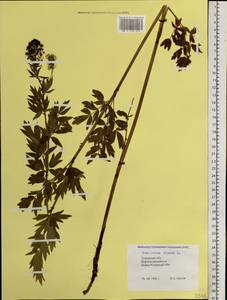 Thalictrum flavum L., Siberia, Western Siberia (S1) (Russia)