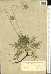 Jurinea arachnoidea Bunge, Eastern Europe, Lower Volga region (E9) (Russia)