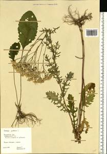 Jacobaea vulgaris subsp. vulgaris, Eastern Europe, Central region (E4) (Russia)