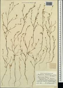 Bupleurum brachiatum C. Koch ex Boiss., Crimea (KRYM) (Russia)