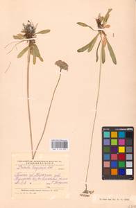 Primula longiscapa Ledeb., Siberia, Altai & Sayany Mountains (S2) (Russia)