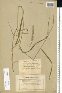 Elymus repens (L.) Gould, Eastern Europe, Latvia (E2b) (Latvia)