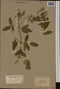 Thalictrum minus subsp. majus (Crantz) Hooker fil., Western Europe (EUR) (Not classified)