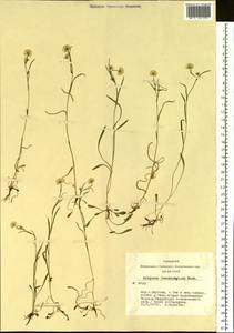 Erigeron lonchophyllus Hook., Siberia, Yakutia (S5) (Russia)