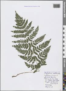 Dryopteris carthusiana (Vill.) H. P. Fuchs, Crimea (KRYM) (Russia)